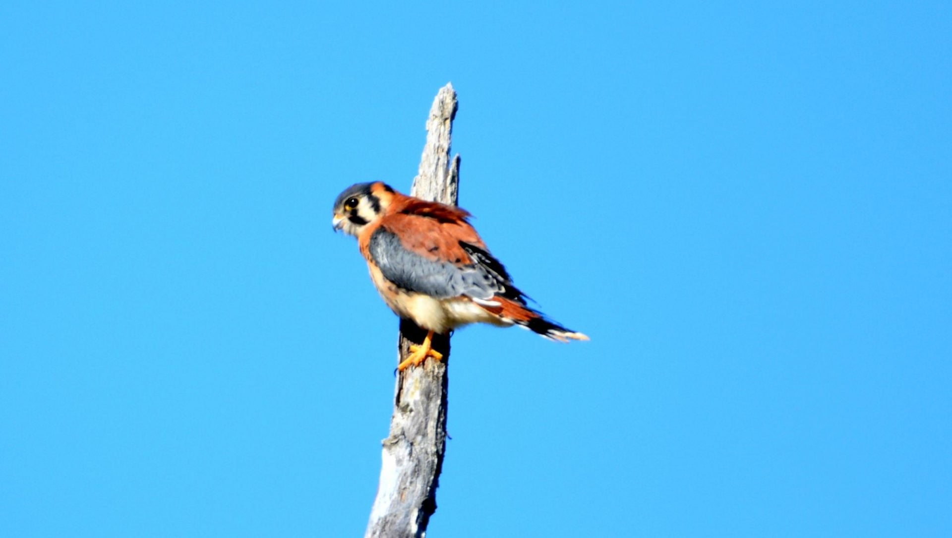 Raptors Get A Second Chance in Spring Farm CARES Nature Sanctuary