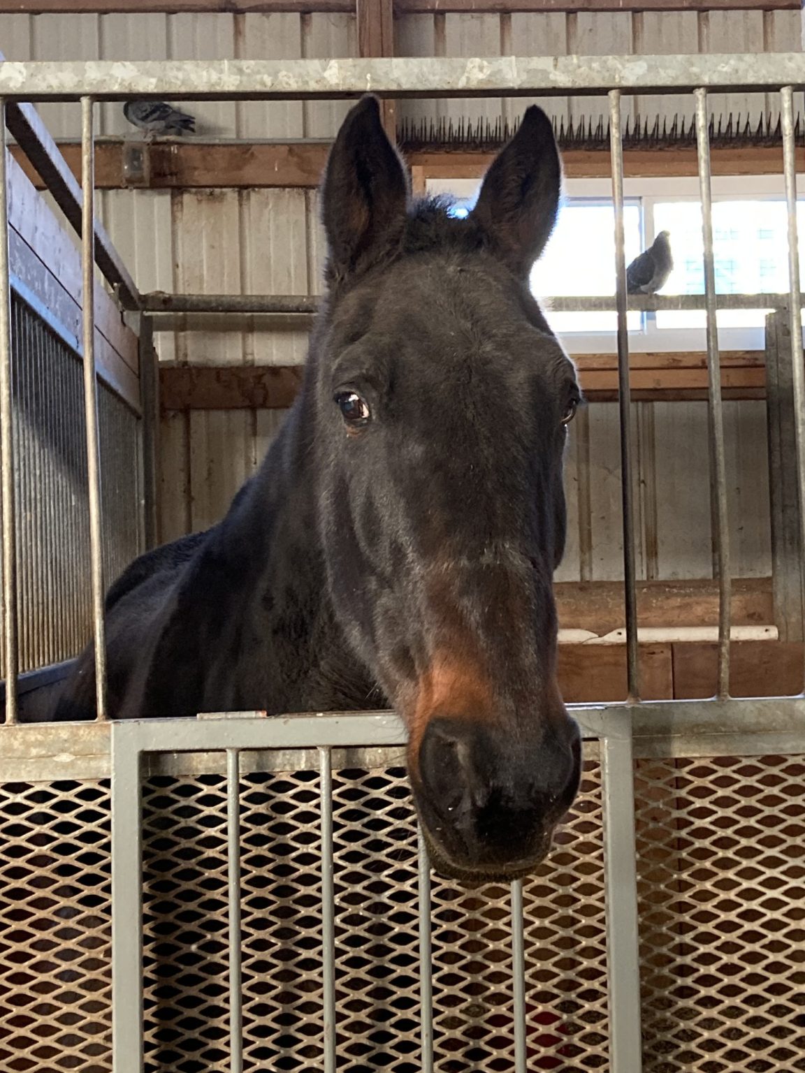 Mister - Spring Farm CARES