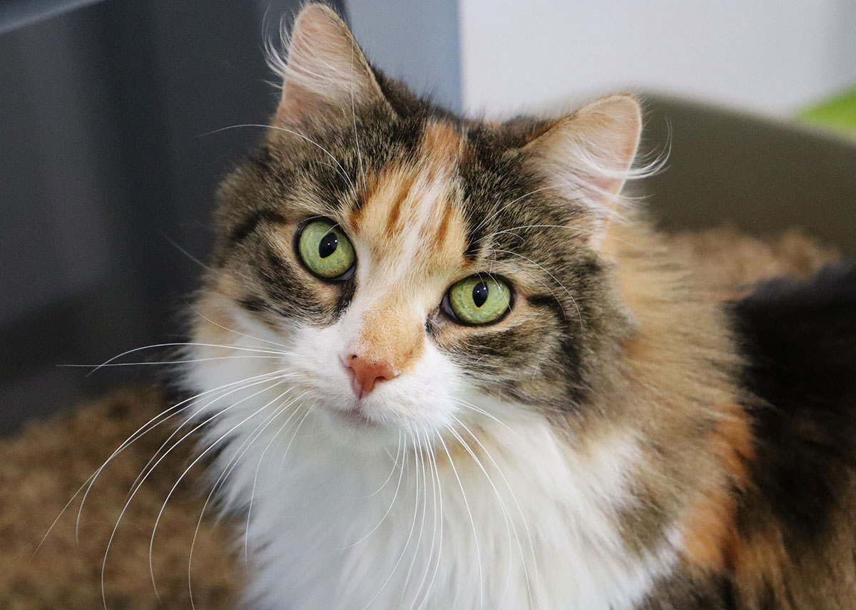 Cat image